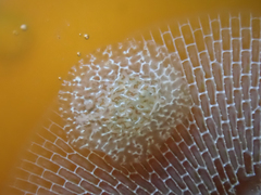 Corambe