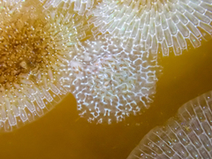 Corambe