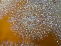 Corambe