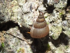 Halotudora kuesteri