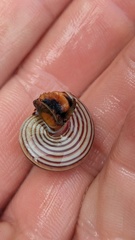Calliostoma