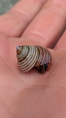 Calliostoma