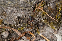 Daerlac cephalotes