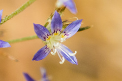 Eriastrum sapphirinum sapphirinum