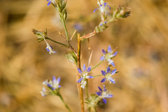 Eriastrum sapphirinum sapphirinum