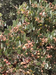 Arctostaphylos viscida pulchella