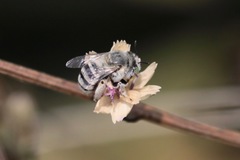 Anthophora curta
