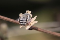 Anthophora curta