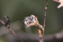 Anthophora curta