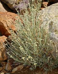 Artemisia albicans