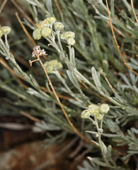 Artemisia albicans