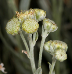 Artemisia albicans