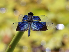 Rhyothemis resplendens