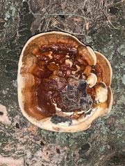 Ganoderma sessile