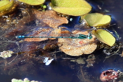Austroagrion exclamationis
