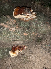 Ganoderma sessile