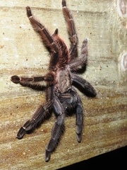 Psalmopoeus