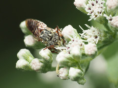 Coelioxys coturnix