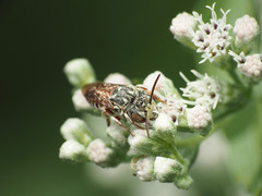 Coelioxys coturnix