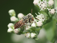 Coelioxys coturnix