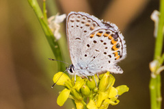 Plebejus melissa paradoxa