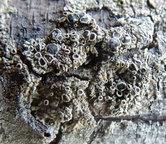 Rinodina