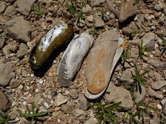 Cumberlandia monodonta