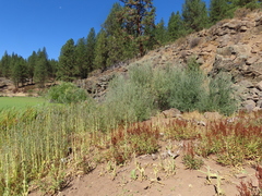 Salix exigua hindsiana