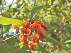 Pittosporum ferrugineum