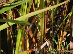 Sparganium eurycarpum eurycarpum