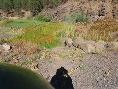 Sparganium eurycarpum eurycarpum