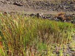 Sparganium eurycarpum eurycarpum