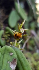 Stethopachys formosa