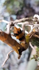 Stethopachys formosa