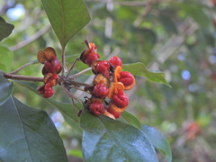 Pittosporum ferrugineum