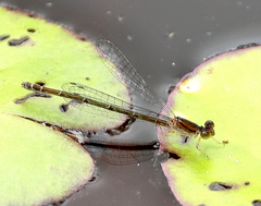 Austroagrion exclamationis