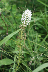 Lysimachia barystachys