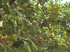Pittosporum ferrugineum