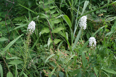 Lysimachia barystachys