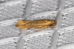Ypsolopha sp-sw
