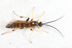 Ichneumon annulatorius