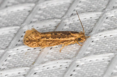 Ypsolopha sp-sw