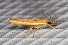 Fissicrambus intermedius