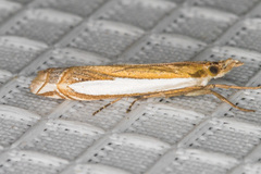 Crambus sperryellus