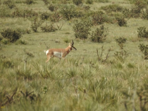 Pronghorn photographed in Oklahoma