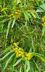 Daviesia arborea
