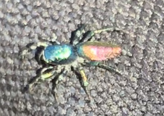 Salticus peckhamae