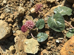 Asclepias solanoana