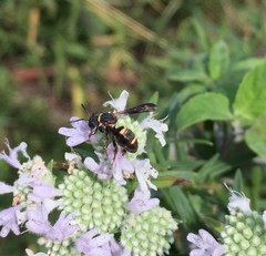 Epeolus bifasciatus