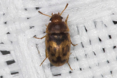 Litargus